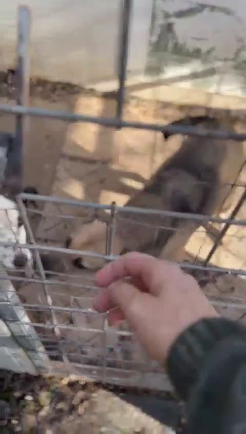 Meticcio cani in regalo: Bonnie: adozione del cuore  - Video 4