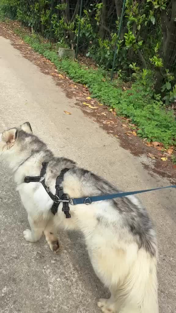 Husky cani in regalo: Donut, una splendida Husky - Video 2