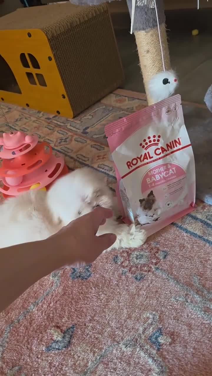 Maltese cani in vendita: Maltesi  - Video 2