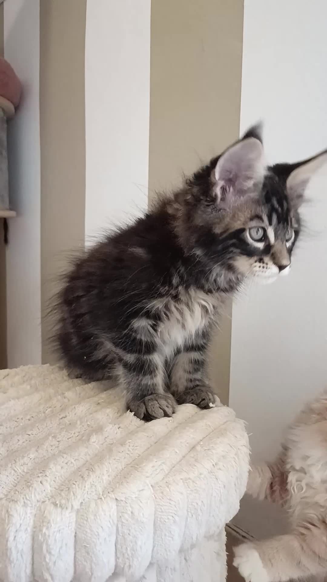 Maine Coon gatti in vendita: Cucciolo maschio Maine coon - Video 1