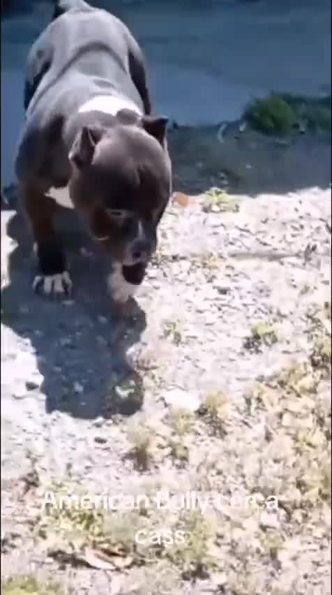 American Bully cani in regalo: Devil, American Bully in Canile - Video 1
