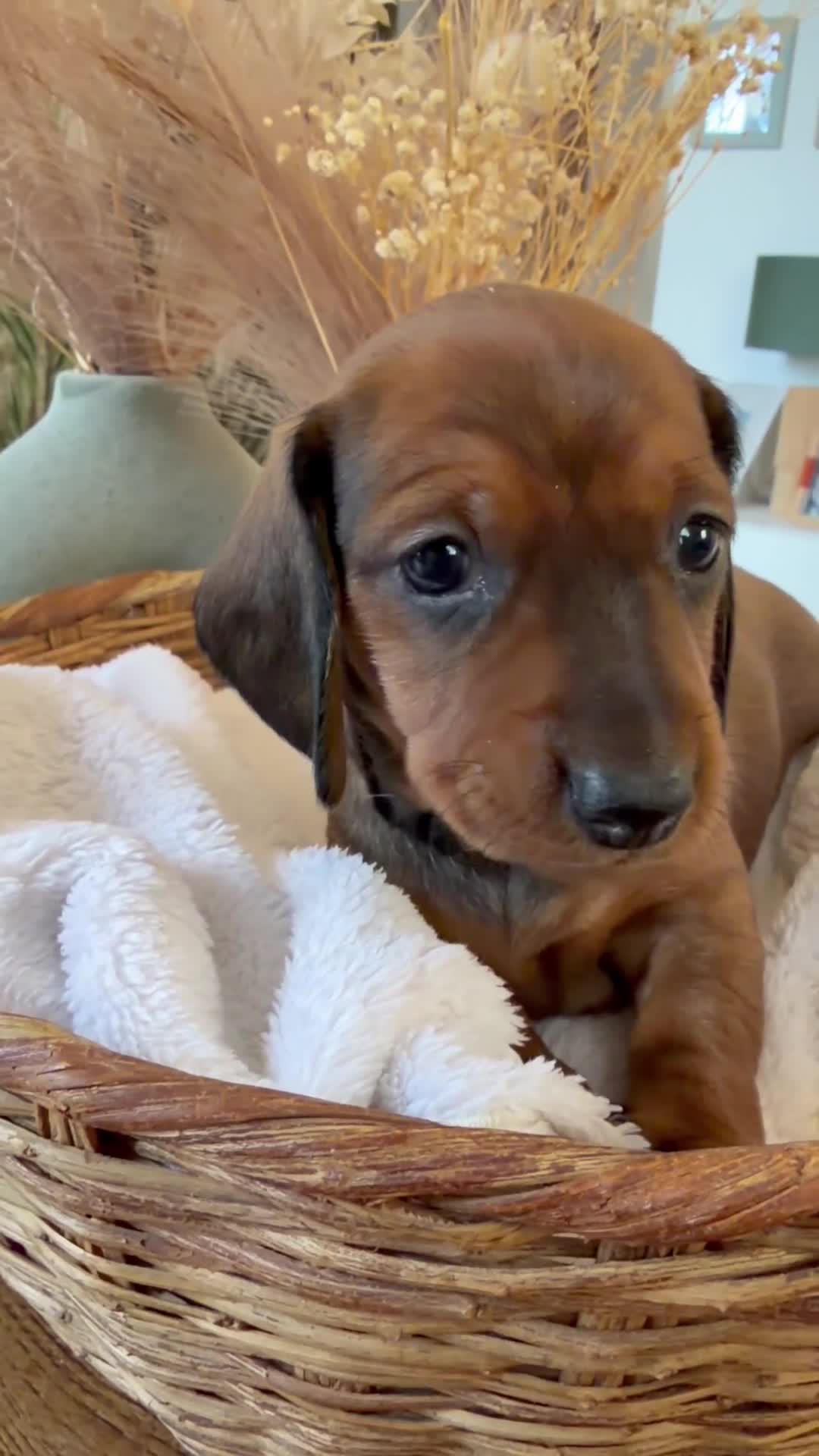 Bassotto cani in vendita: Cuccioli Bassotto Tedesco Standard Disponibili - Video 2