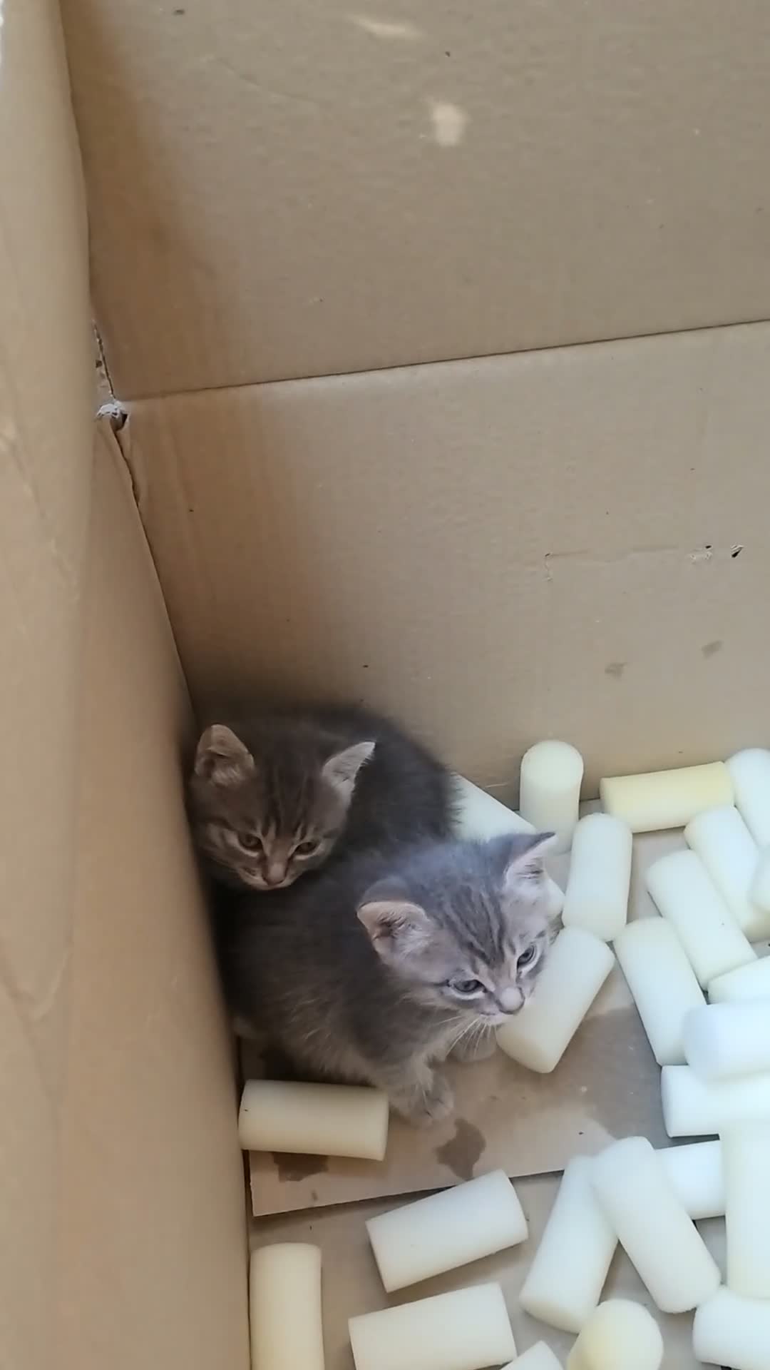 Meticcio gatti in vendita: Gattina grigio-bianca (meticcia) - Video 1