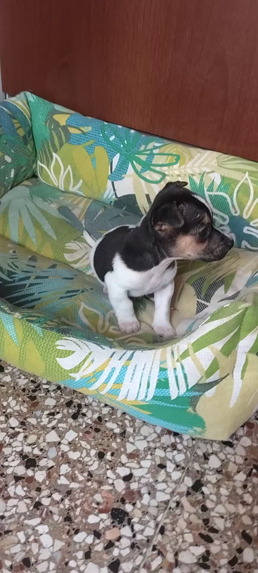 Jack Russell cani in vendita: Cuccioli jack russel  - Video 2