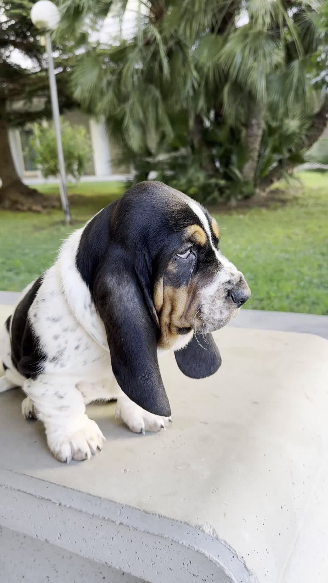 Bassethound cani in vendita: Cuccioli di Bassethound - Video 1