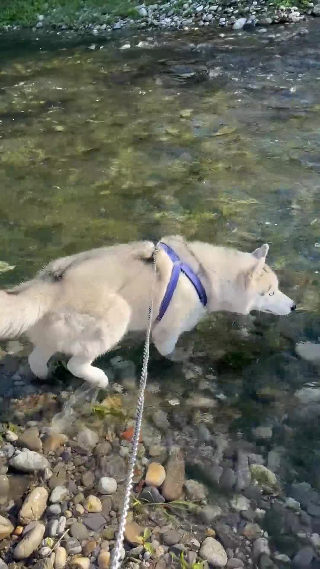 Husky cani per accoppiamento: Argo Siberian Husky X accoppiamento - Video 1