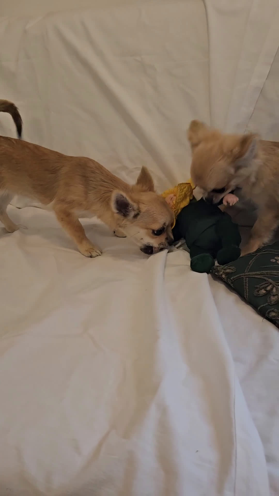 Chihuahua cani in vendita: Chihuahua maschio a pelo lungo con Pedegree  - Video 1