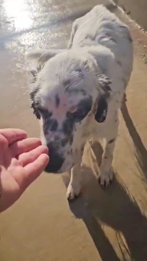 Setter Inglese cani in regalo: Zeus: giovane setter socievole equilibrato  - Video 1