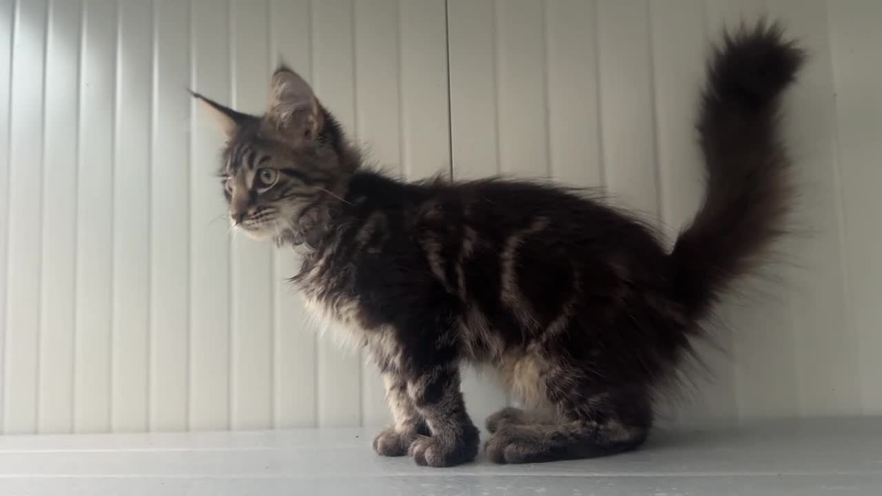 Maine Coon gatti in vendita: Cucciolo di maine coon dolcissimo  - Video 1