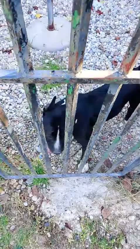 American Staffordshire cani in regalo: Amstaff Bully 3anni TROPPO SFIGATO AIUTOO! MANTOVA - Video 2