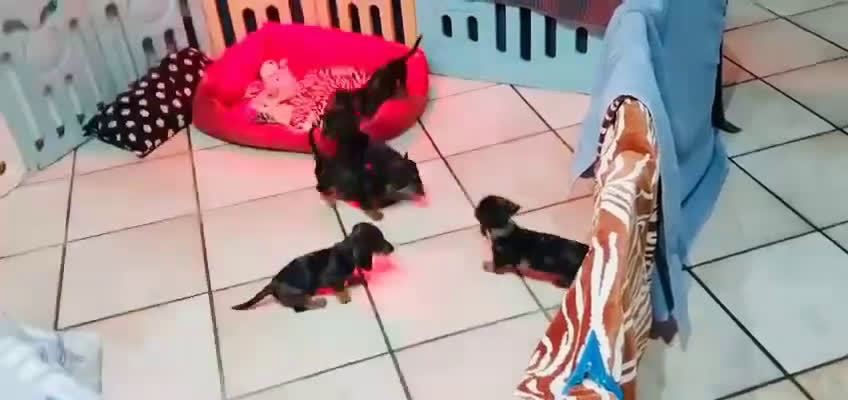 Bassotto cani in vendita: cucciole di bassotto nano a pelo corto  - Video 1