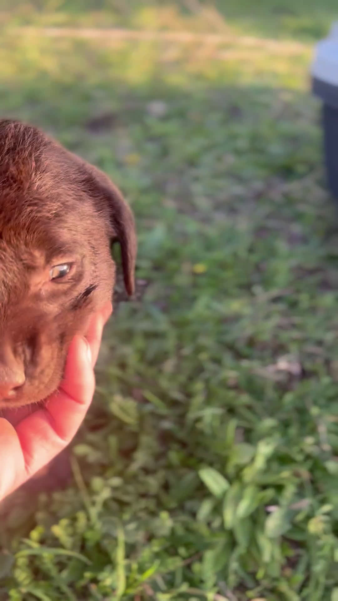 Labrador cani in vendita: Cuccioli Labrador chocolate - Video 1