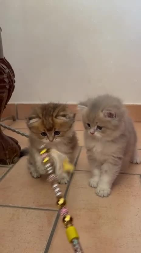 British gatti in vendita: Cuccioli di British Top con pedigree  - Video 1
