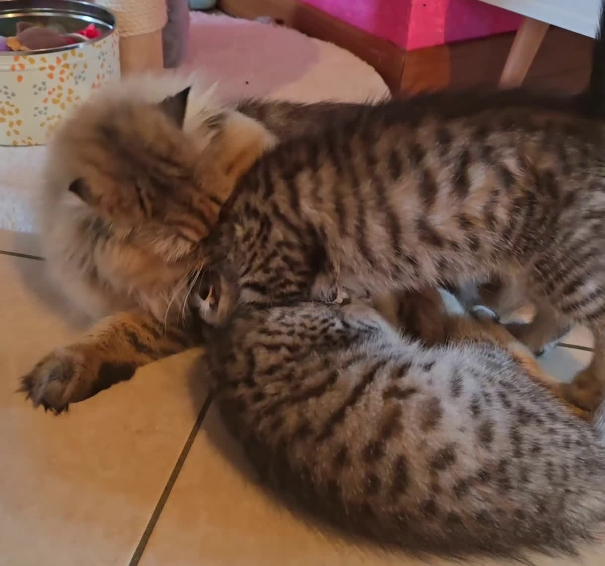 Scottish gatti in vendita: Cuccioli scottish fold e straight  a Provincia di Vicenza - Video 4