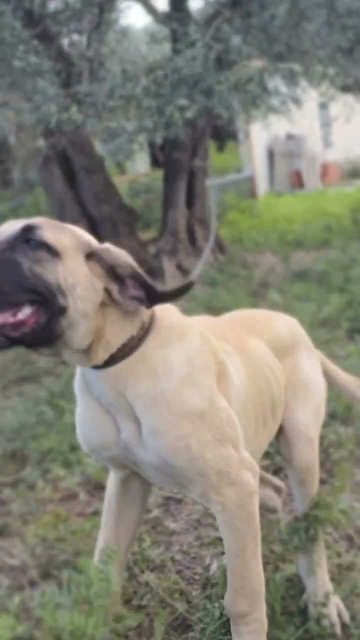 Altre razze cani in vendita: Pastore Turco Malakli  a Città metropolitana di Reggio Calabria - Video 1
