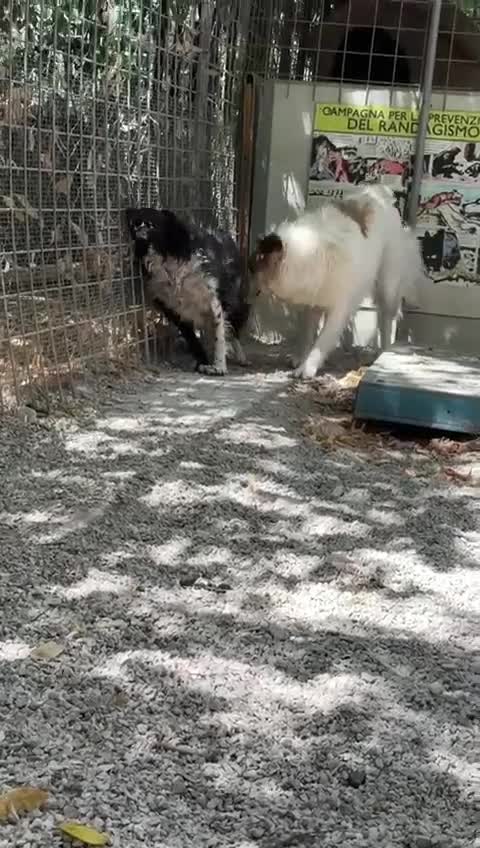 Meticcio cani in regalo: Sofia: amichevole e tranquilla, dolce con tutti  - Video 3