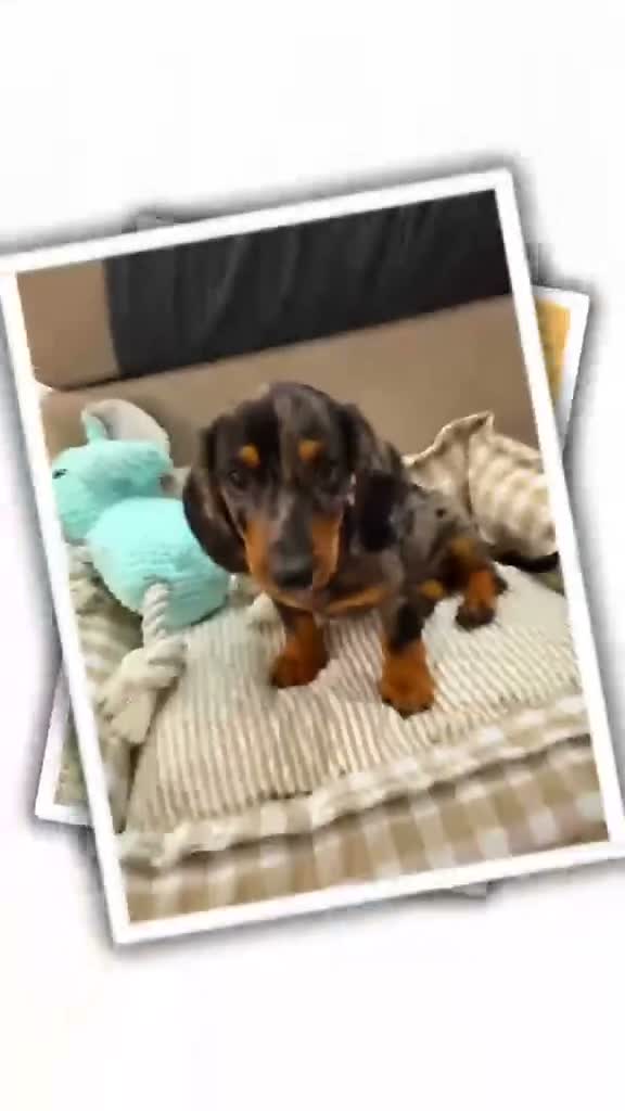 Bassotto Nano cani per accoppiamento: Bassotto kaninchen Arlecchino accoppiamento  - Video 1