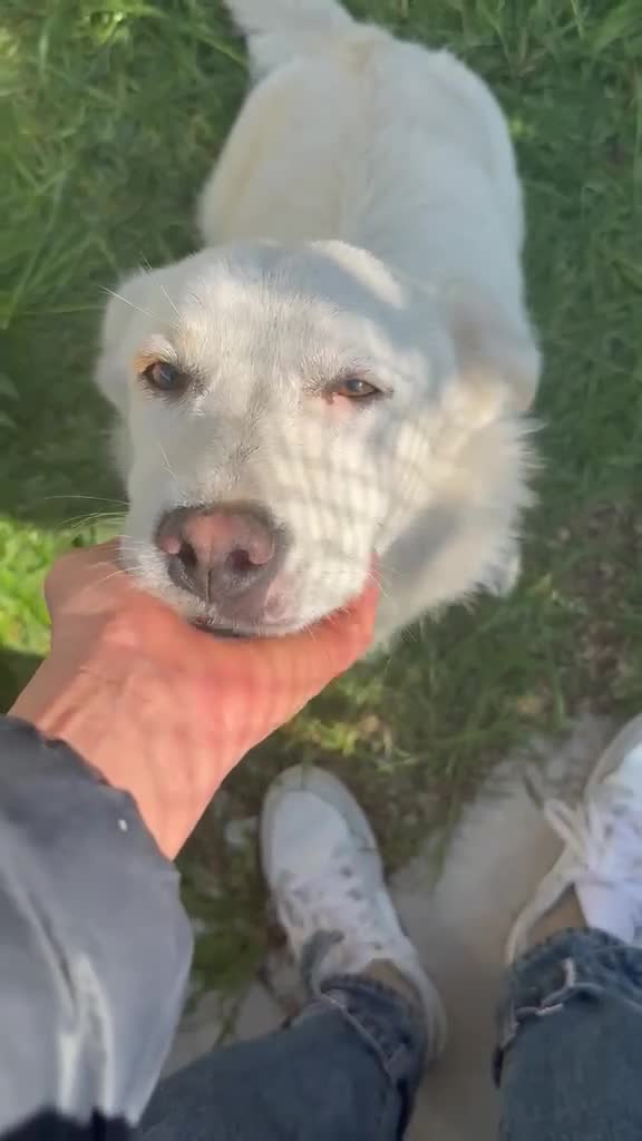 Jack Russell cani in regalo: Cagnolino incrocio jack russel  - Video 1