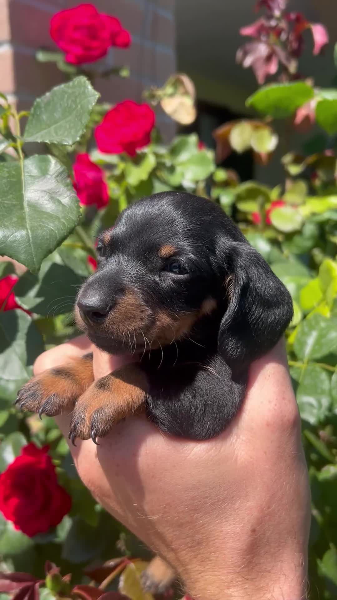 Bassotto cani in vendita: Cuccioli di bassotto con pedigree - Video 2