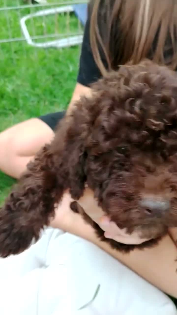 Lagotto cani in regalo: Regalo cuccioli di Lagotto romagnolo  a Provincia di Perugia - Video 1