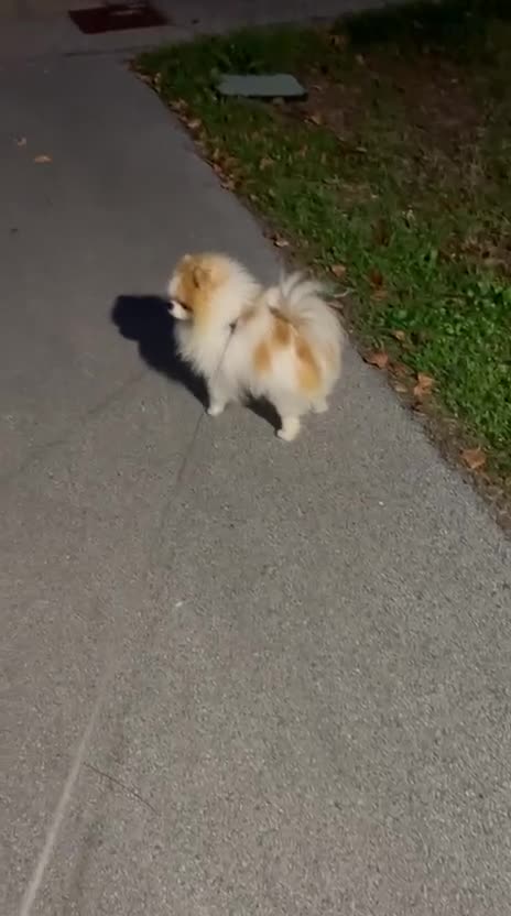 Spitz cani per accoppiamento: Cerco fidanzata a Provincia di Rimini - Video 1