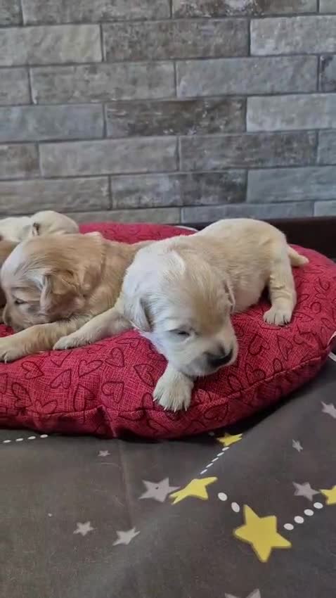Golden Retriever cani in vendita: Cuccioli di Golden Retriever Roma - Video 4