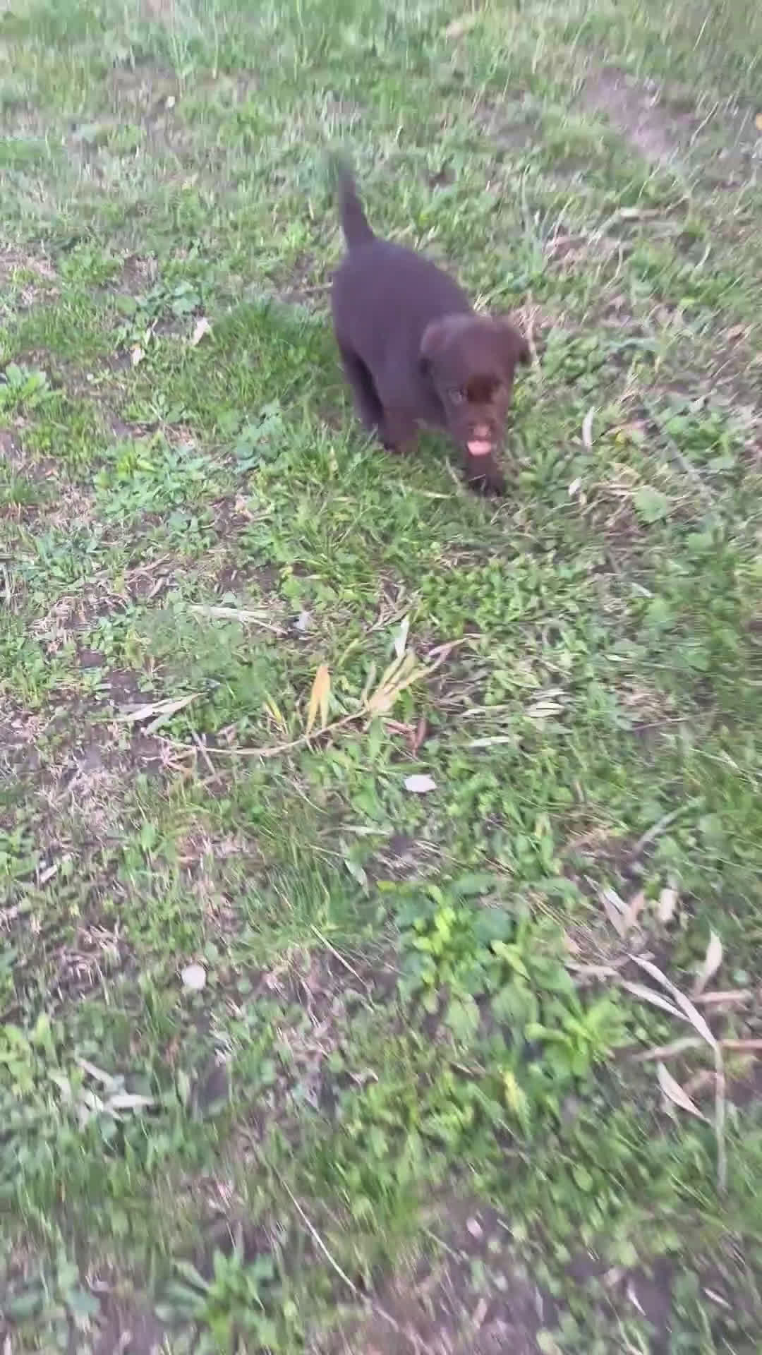 Labrador cani in vendita: Cuccioli Labrador chocolate - Video 3