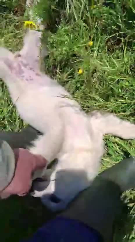 Meticcio cani in regalo: KIRA 🩷 - cucciola mix pastore, dolce, cerca casa - Video 2