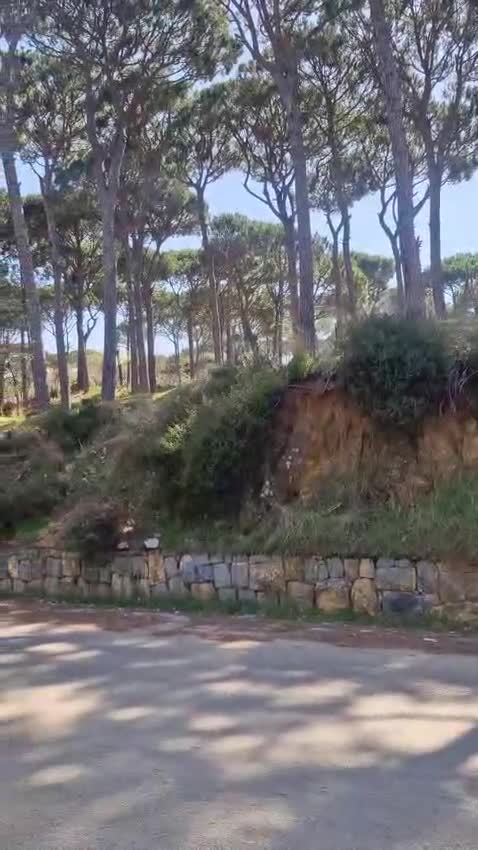 Meticcio cani in regalo: Daisy, una meticcia in cerca di famiglia - Video 2