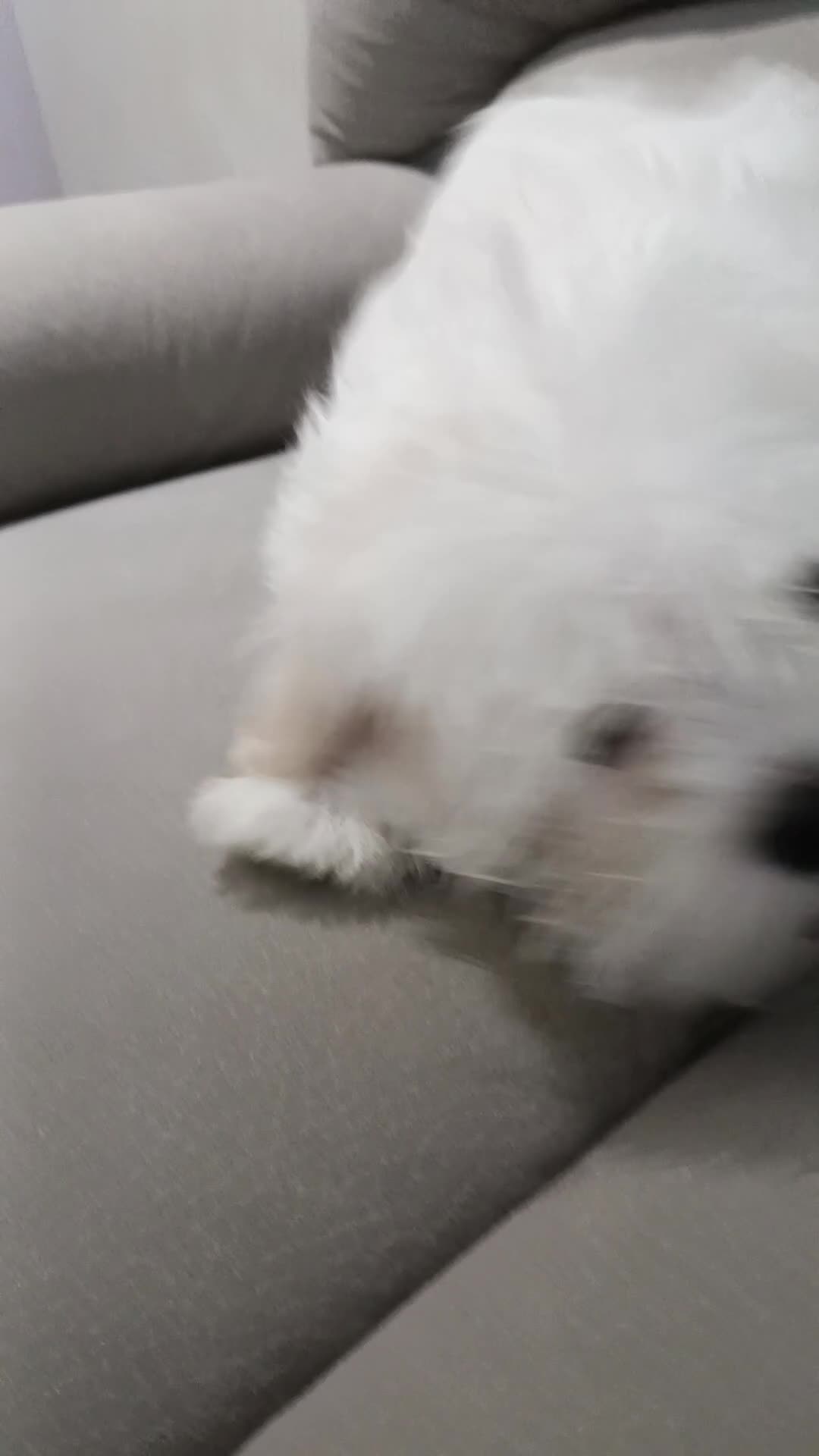 Maltese cani in vendita: Maltese  - Video 1