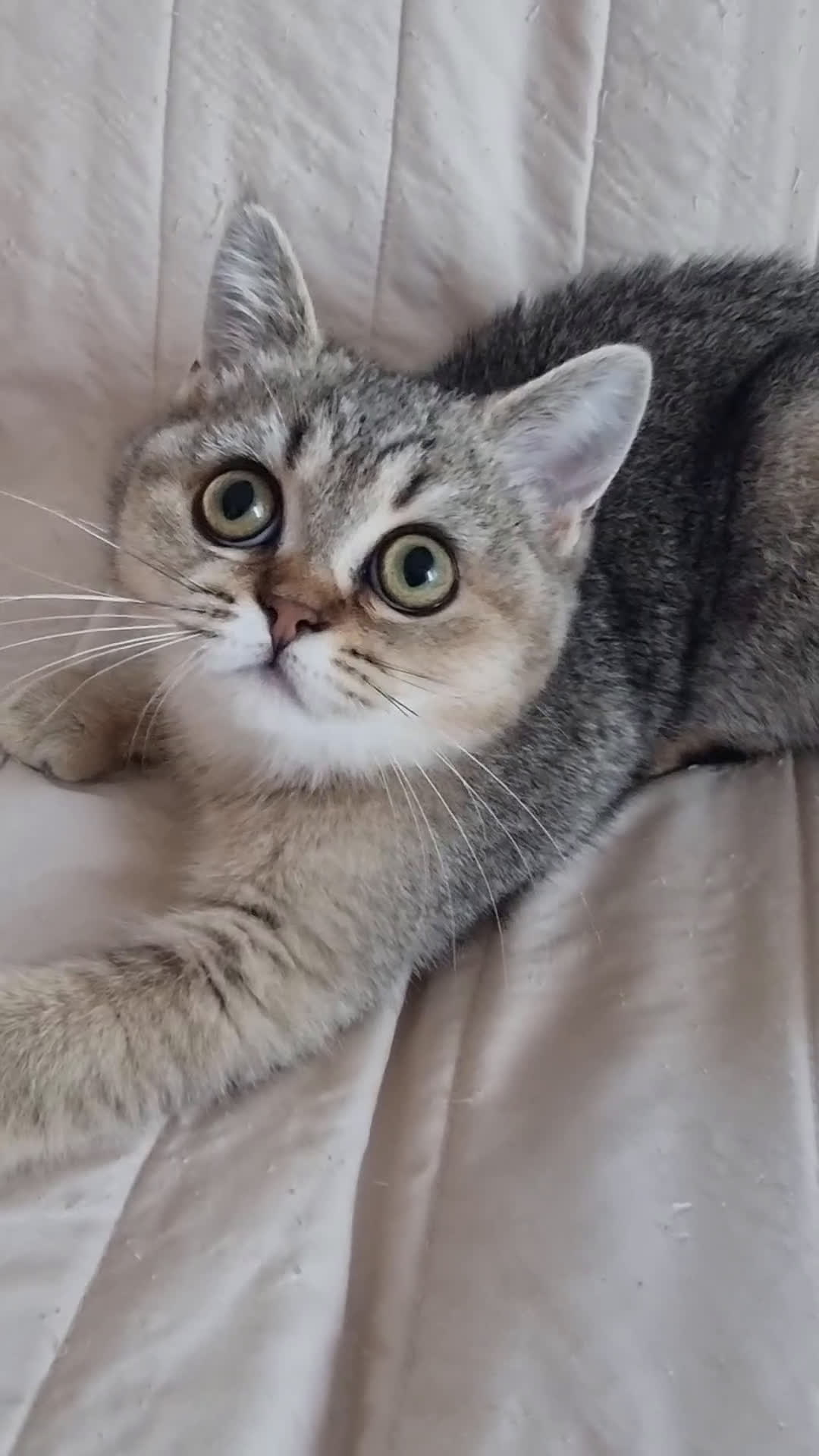 Scottish gatti in vendita: Scottish Straight con Pedigree  - Video 1