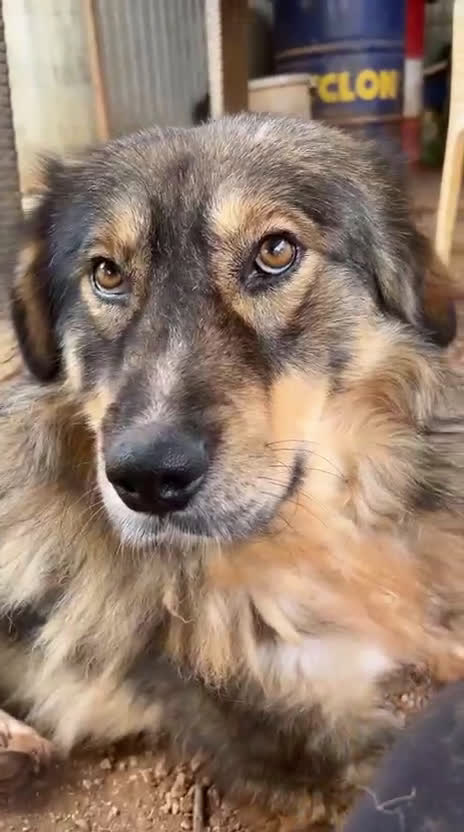 Pastore dei Carpazi cani in regalo: Max, un gigante buono dal cuore d oro - Video 3