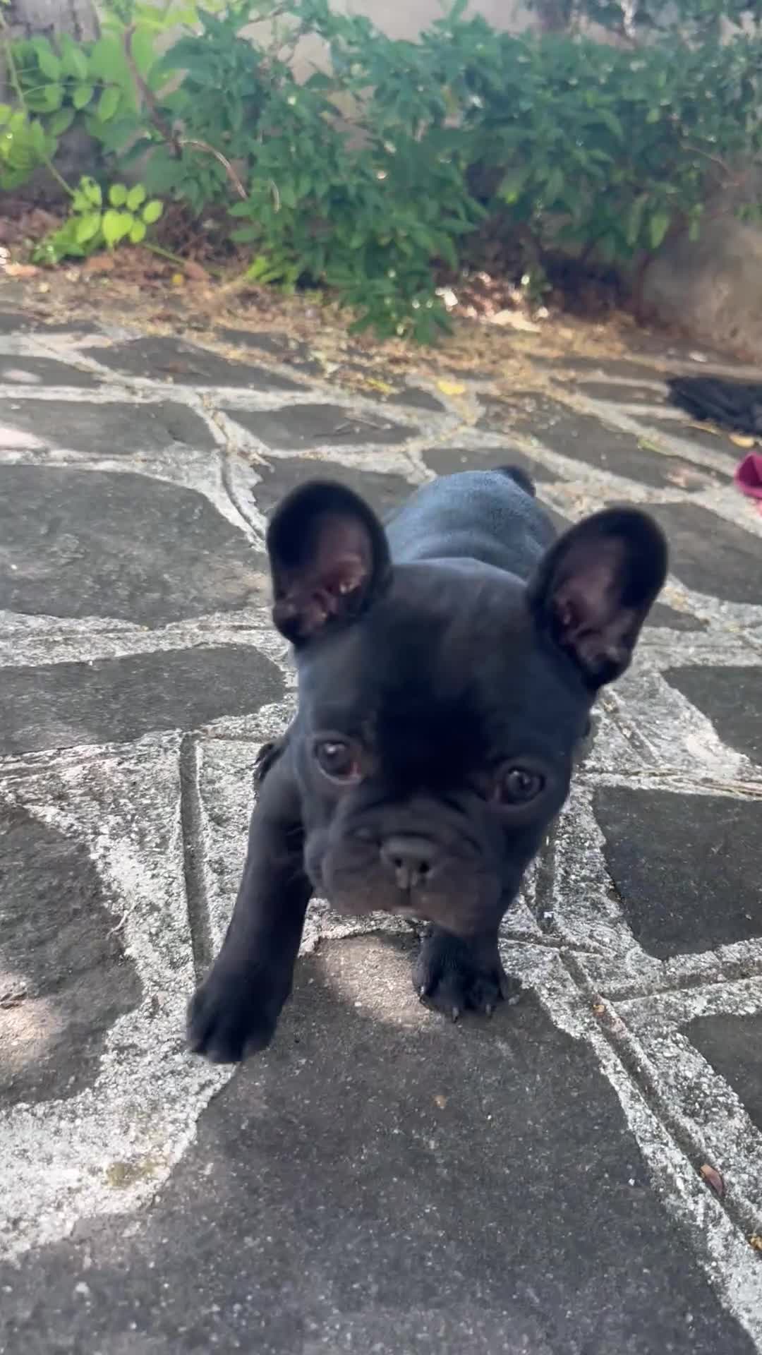 Bulldog Francese cani in vendita: bulldog francese nero  - Video 1