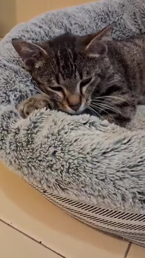 Europeo gatti in regalo: MARGHERITA BELLISSIMA  GATTINA - Video 2
