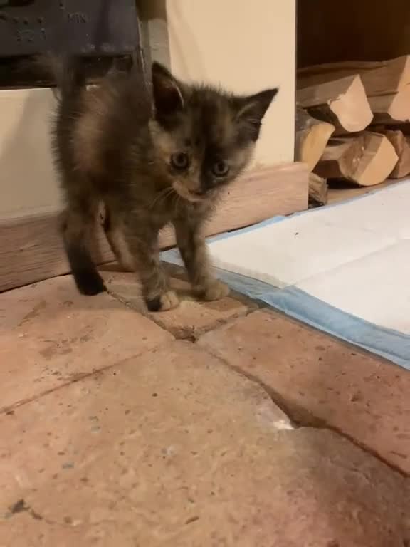 Meticcio gatti in regalo: GATTINO/A CERCA CASA a Provincia di Vicenza - Video 1