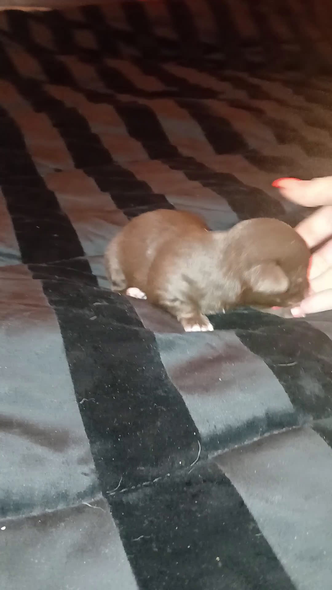 Chihuahua cani in vendita: Cuccioli chihuahua toy occhi azzurri - Video 1