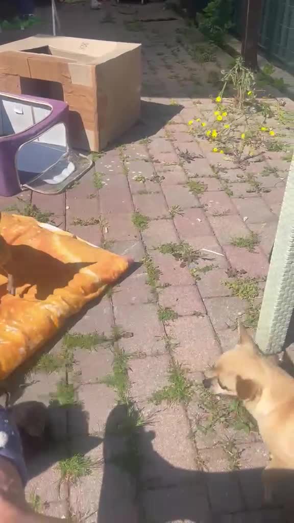 Chihuahua cani in vendita: Cuccioli di Chihuahua - Video 2