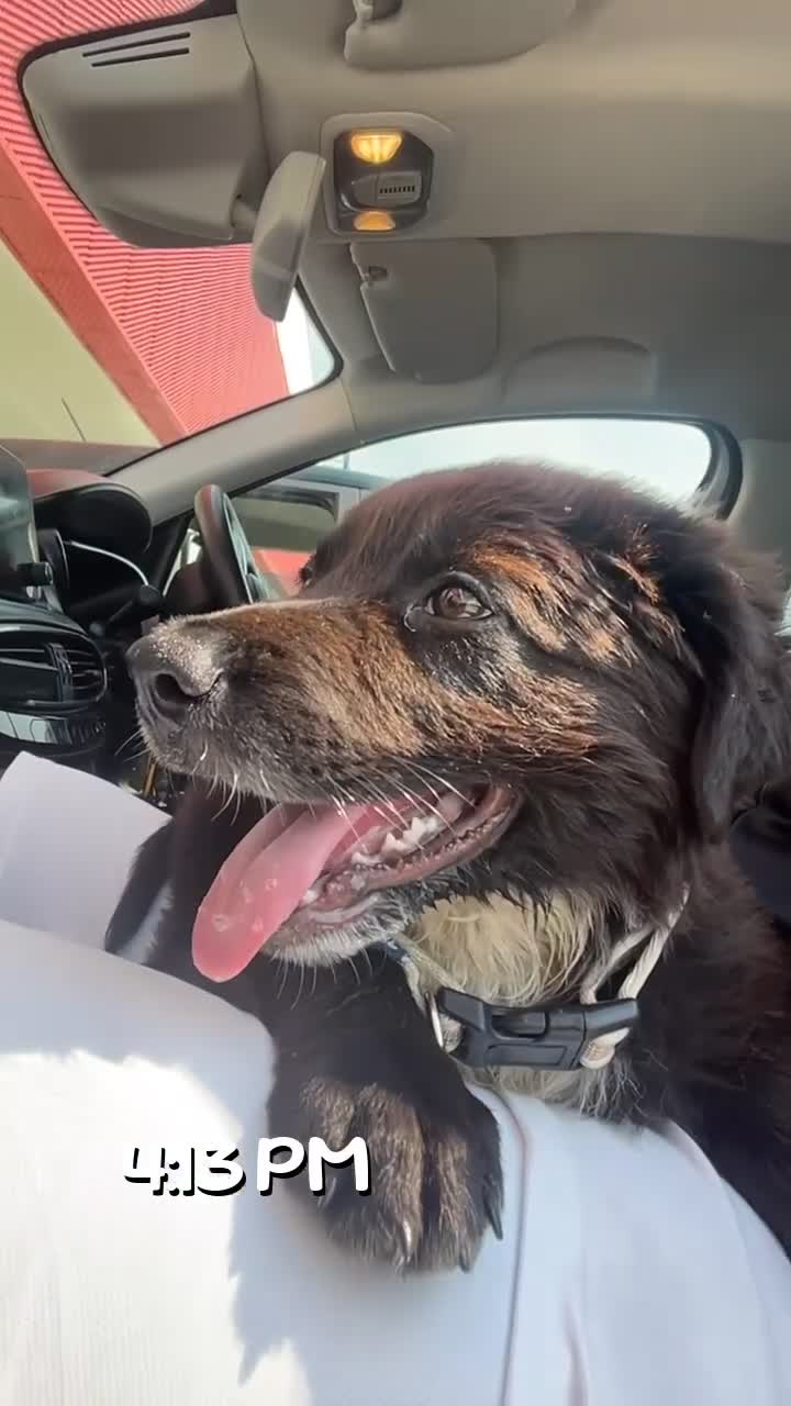 Meticcio cani in vendita: METICCIO - Video 1