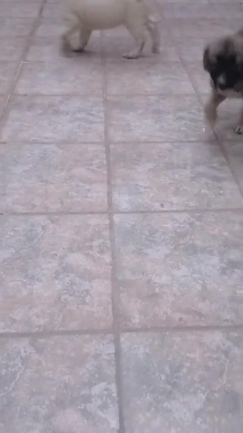 Meticcio cani in regalo: Cuccioli tenerissimi cercano casa - Video 4