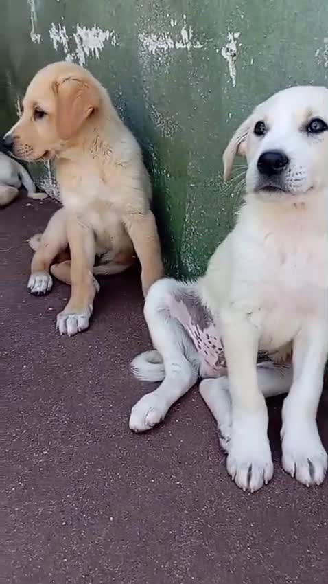 Meticcio cani in regalo: Tre cuccioli mix golden! (3 mesi)  - Video 1