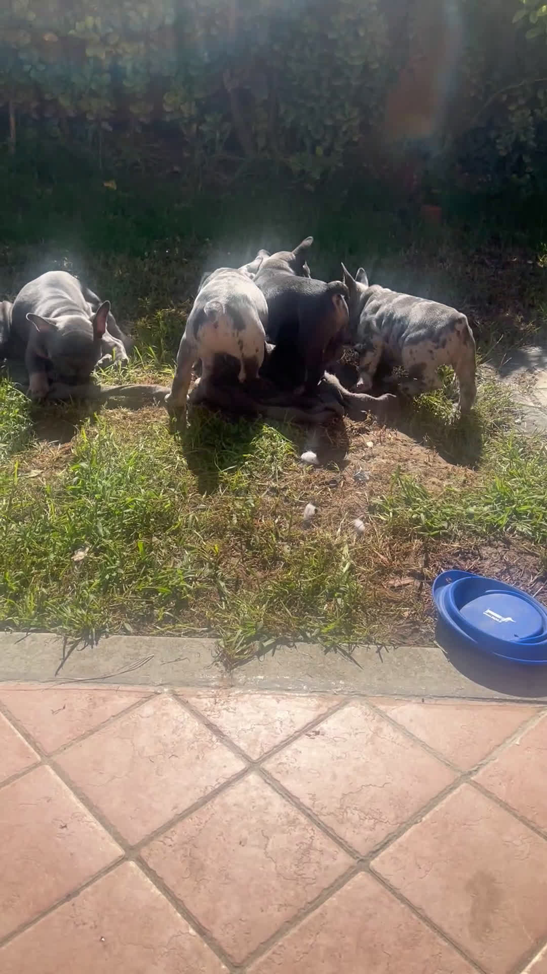 Bulldog Francese cani in vendita: Bulldog francese - Video 3