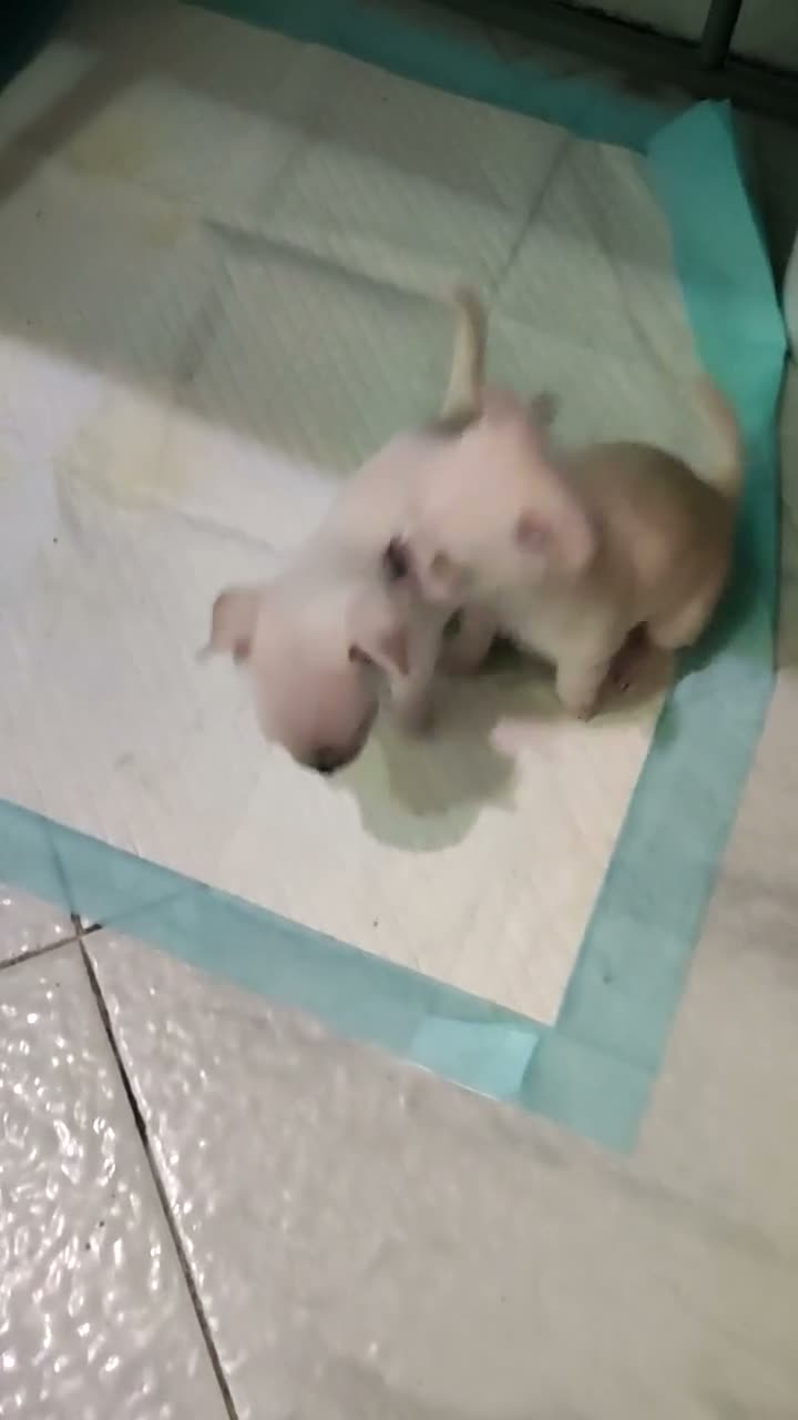 Chihuahua cani in vendita: 2 chihuahua maschi beige e bianco - Video 1