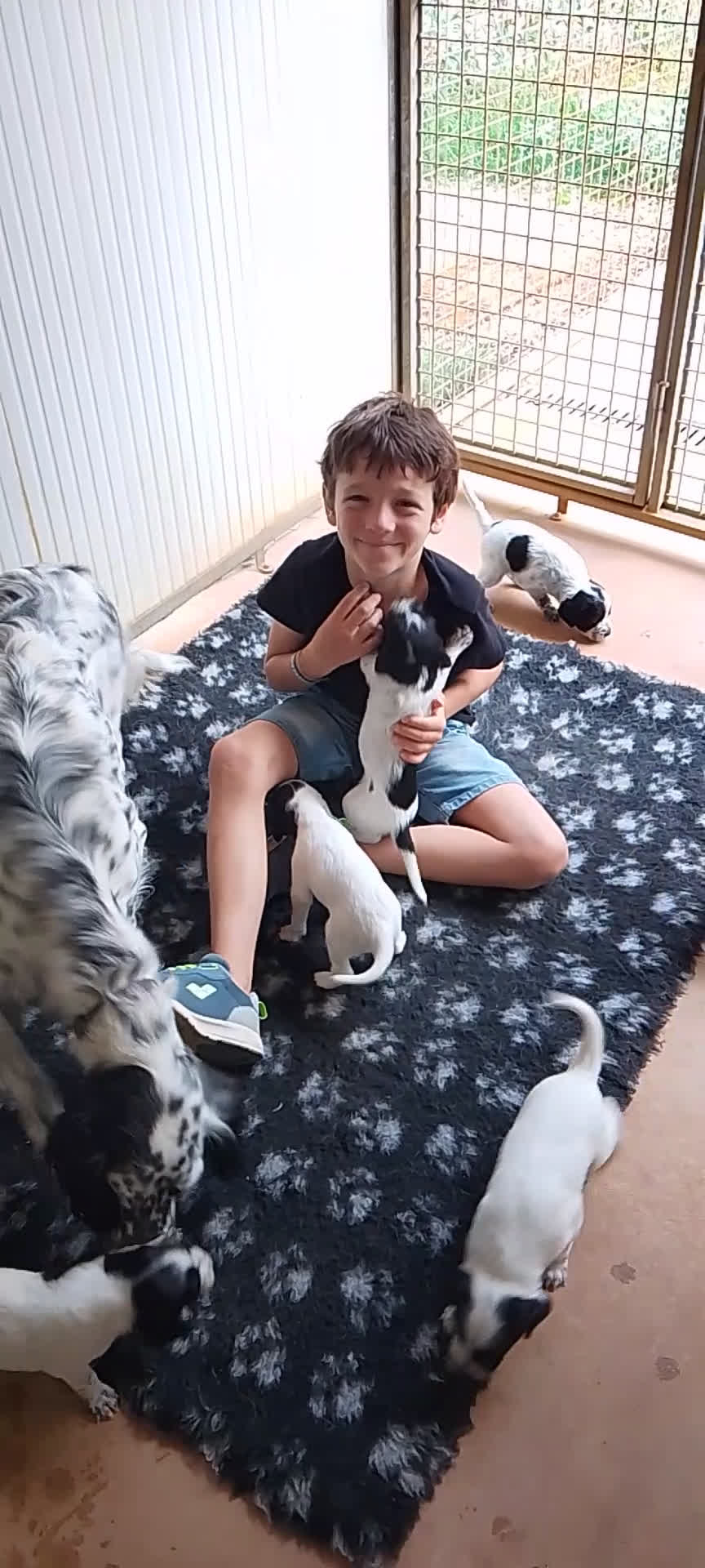 Setter Inglese cani in vendita: cuccioli in vendita - Video 1