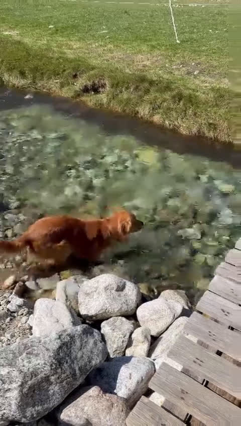 Golden Retriever cani per accoppiamento: Aron cerca fidanzatina - Video 1