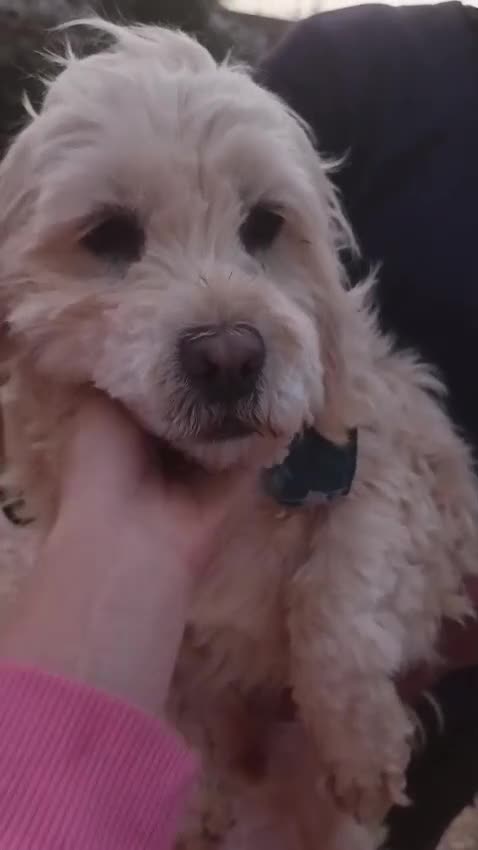 Meticcio cani in regalo: Snoopy, un meticcio coccolone - Video 2