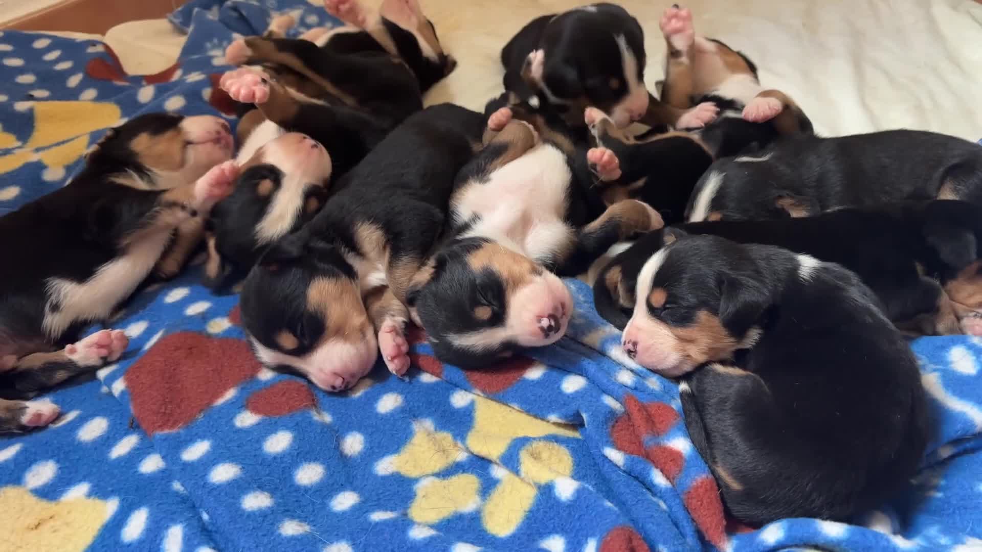 Grande Bovaro Svizzero cani in vendita: Grandi cuccioli di cane svizzero - Video 1