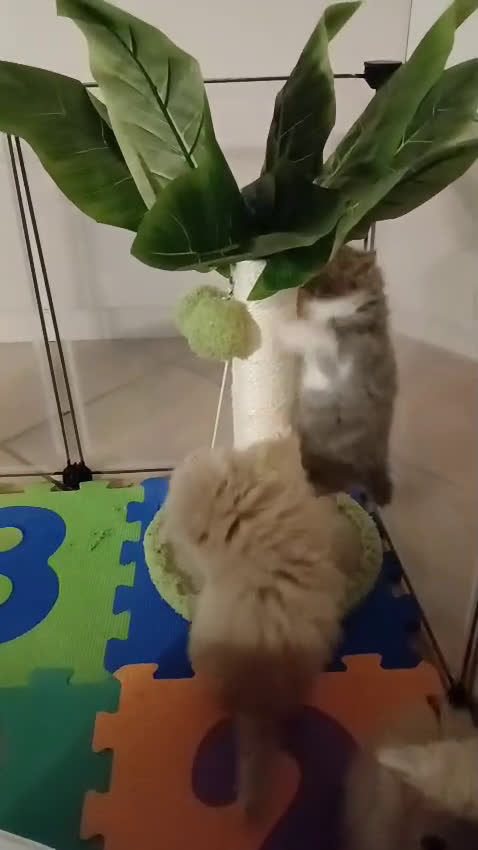 Persiano gatti in vendita: GATTINI PERSIANI ED ESOTICI - Video 3