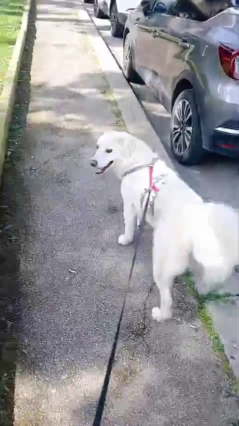 Meticcio cani in regalo: Fatima cagnolona dal cuore grande a Provincia di Padova - Video 3