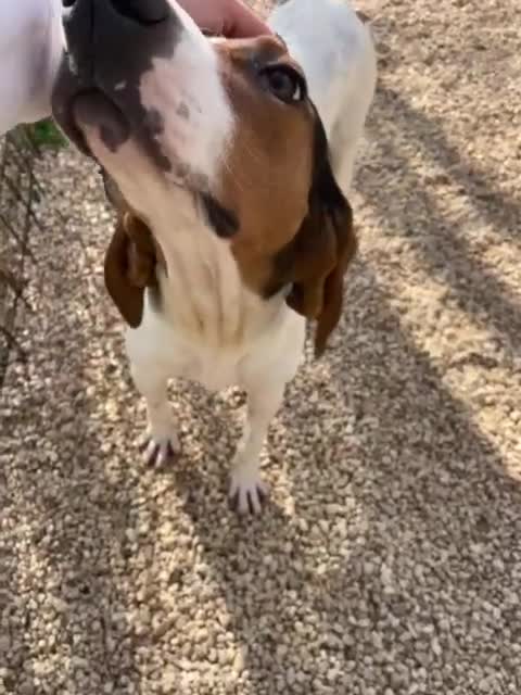 Segugio cani in regalo: LA SPLENDIDA PENELOPE - Video 2