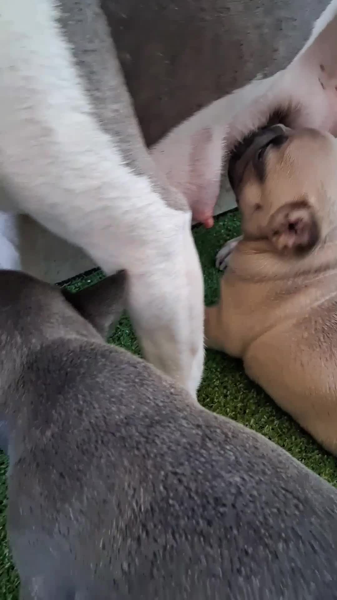 Bulldog Francese cani in vendita: Cuccioli di bulldog francese  - Video 2